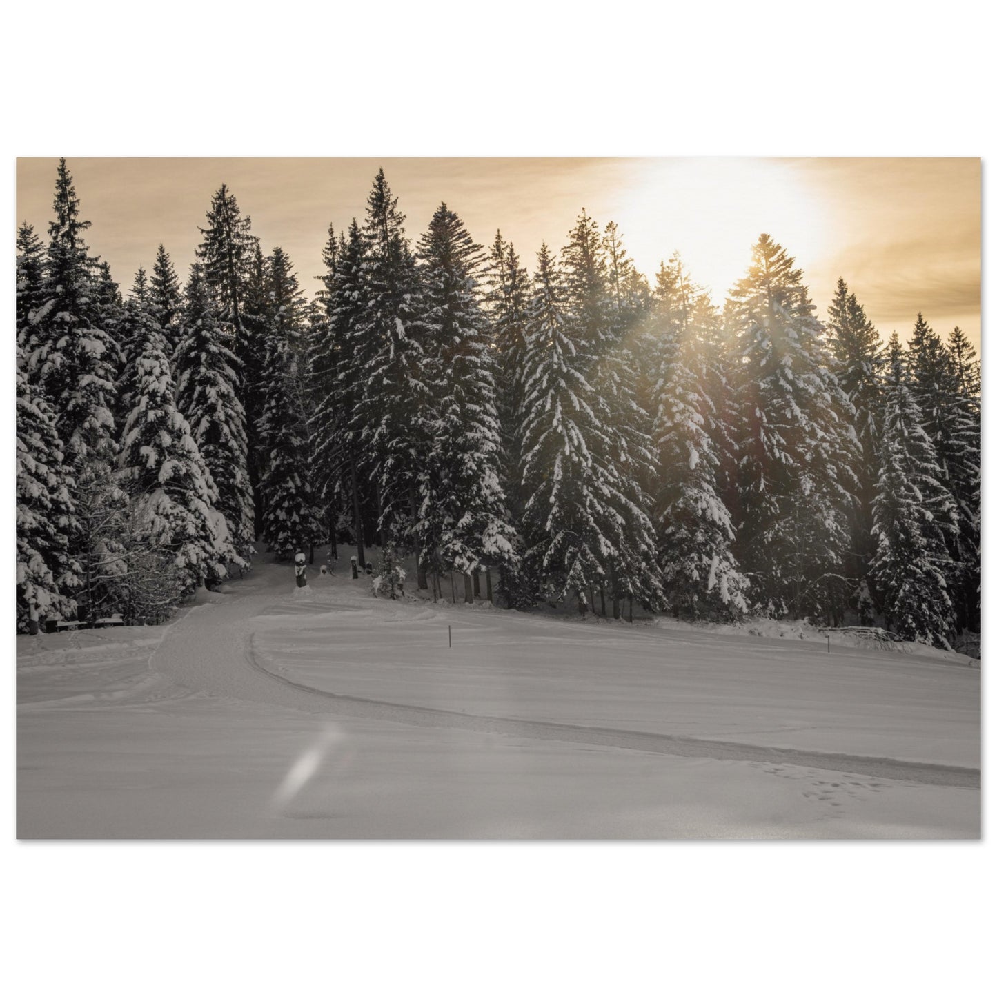 Sun rays over snowy forest - Premium Poster 