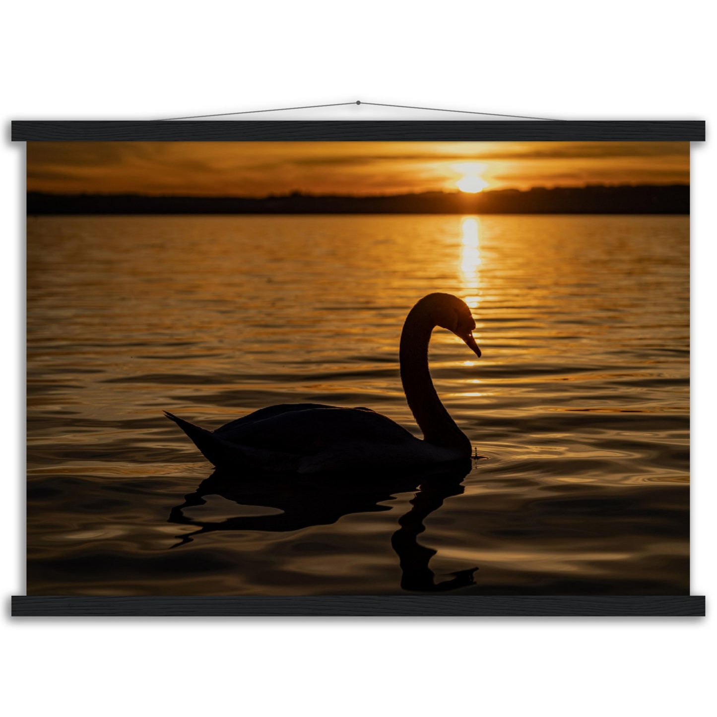 Schwan im Sonnenuntergang Premium Poster mit Holzeisten