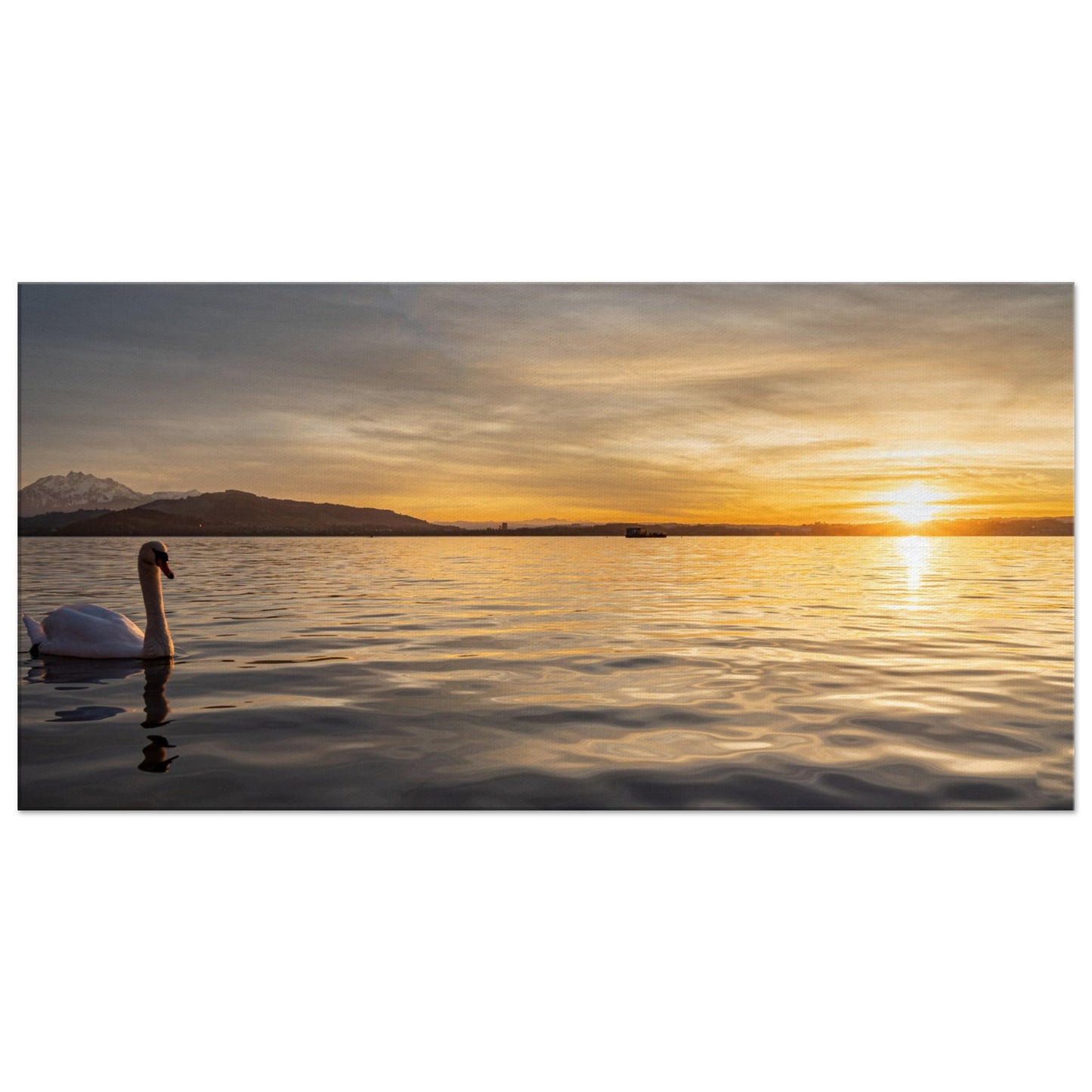 Schwan am Zugersee bei Sonnenuntergang Leinwand