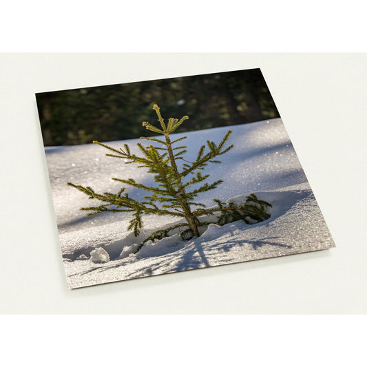 Little Fir Set of 10 Cards (2-Sided, with Envelopes)