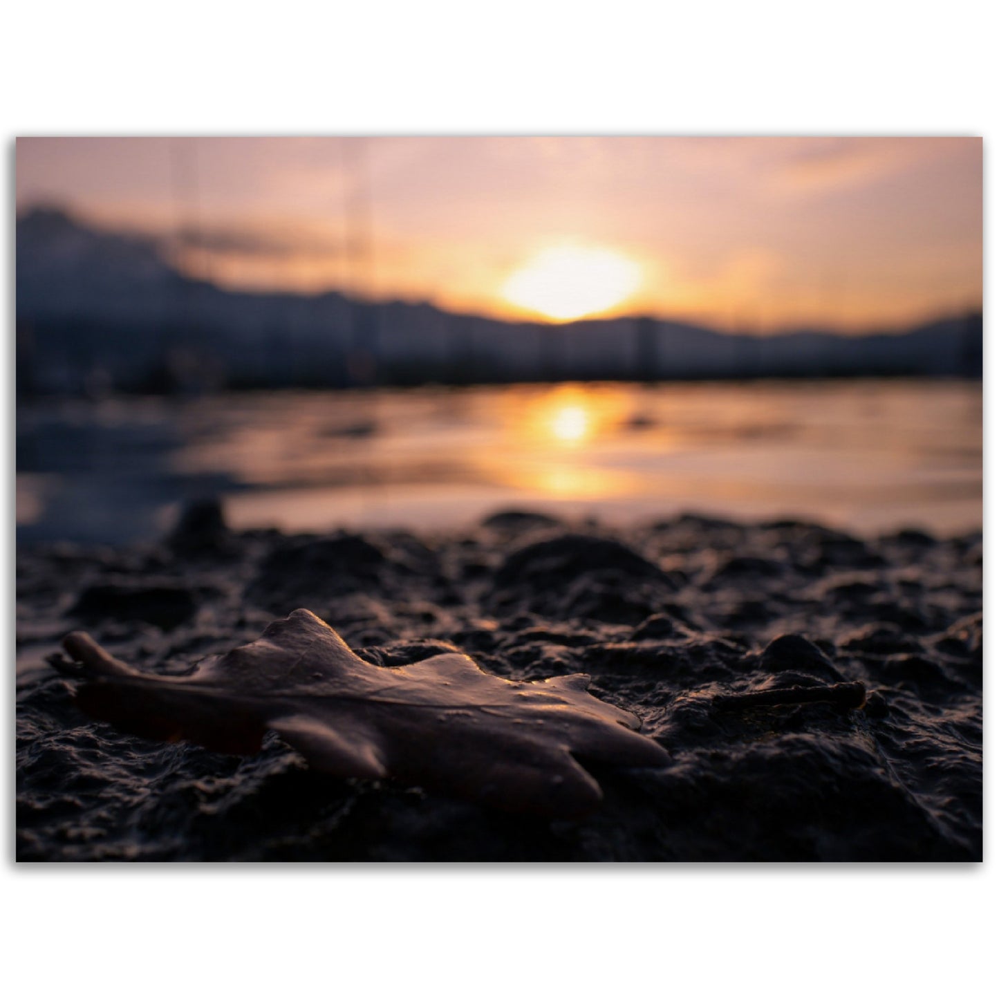 Brown Leaf in Sunset Premium Poster