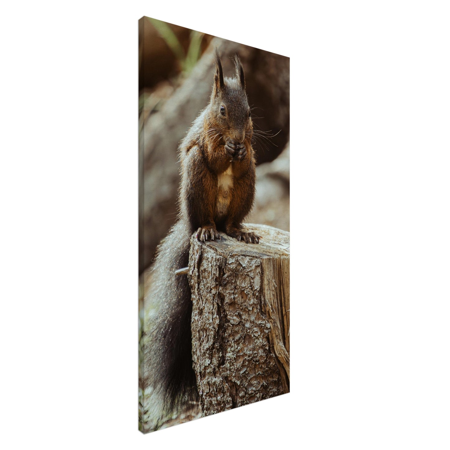 Squirrel in the forest - canvas