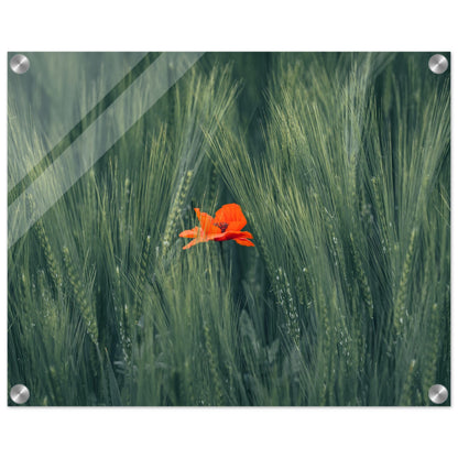 Red Flower in Green Wheat Field - Acrylic Glass Print