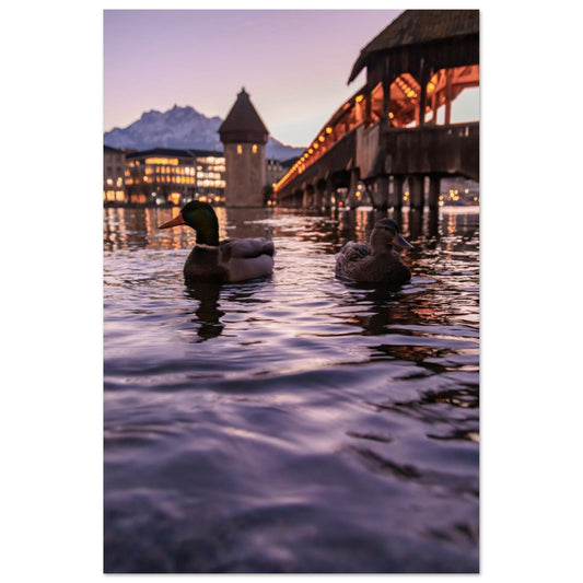 Harmonie im Winterlicht, Enten, Kapellbrücke und verschneiter Pilatus - Premium Poster