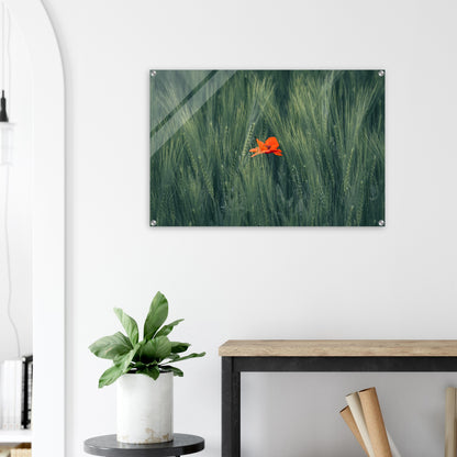 Red Flower in Green Wheat Field - Acrylic Glass Print