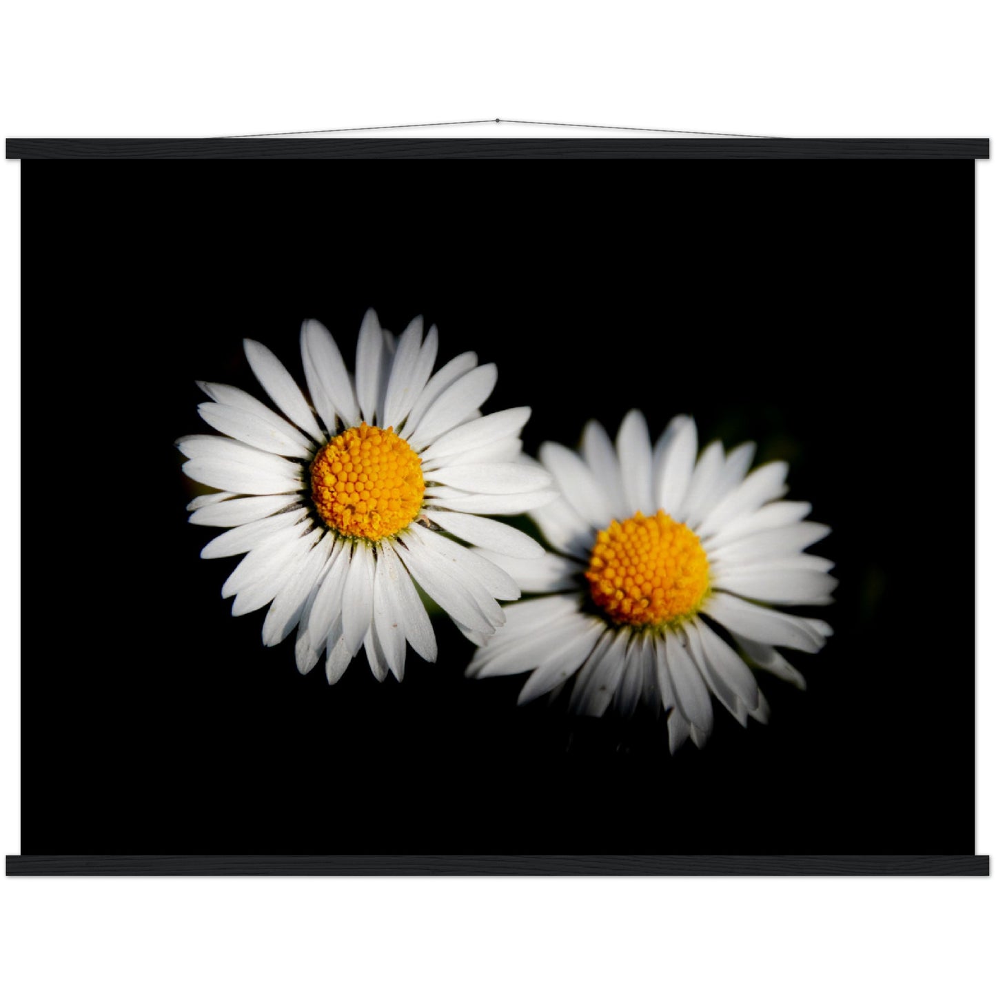 Two radiant daisies, premium poster made of museum-quality matt paper with wooden strips