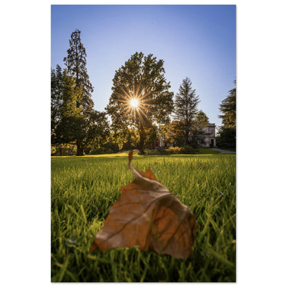 Autumn leaf in Villettepark - Premium Poster 