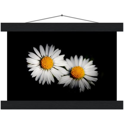 Two radiant daisies, premium poster made of museum-quality matt paper with wooden strips