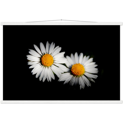 Two radiant daisies, premium poster made of museum-quality matt paper with wooden strips