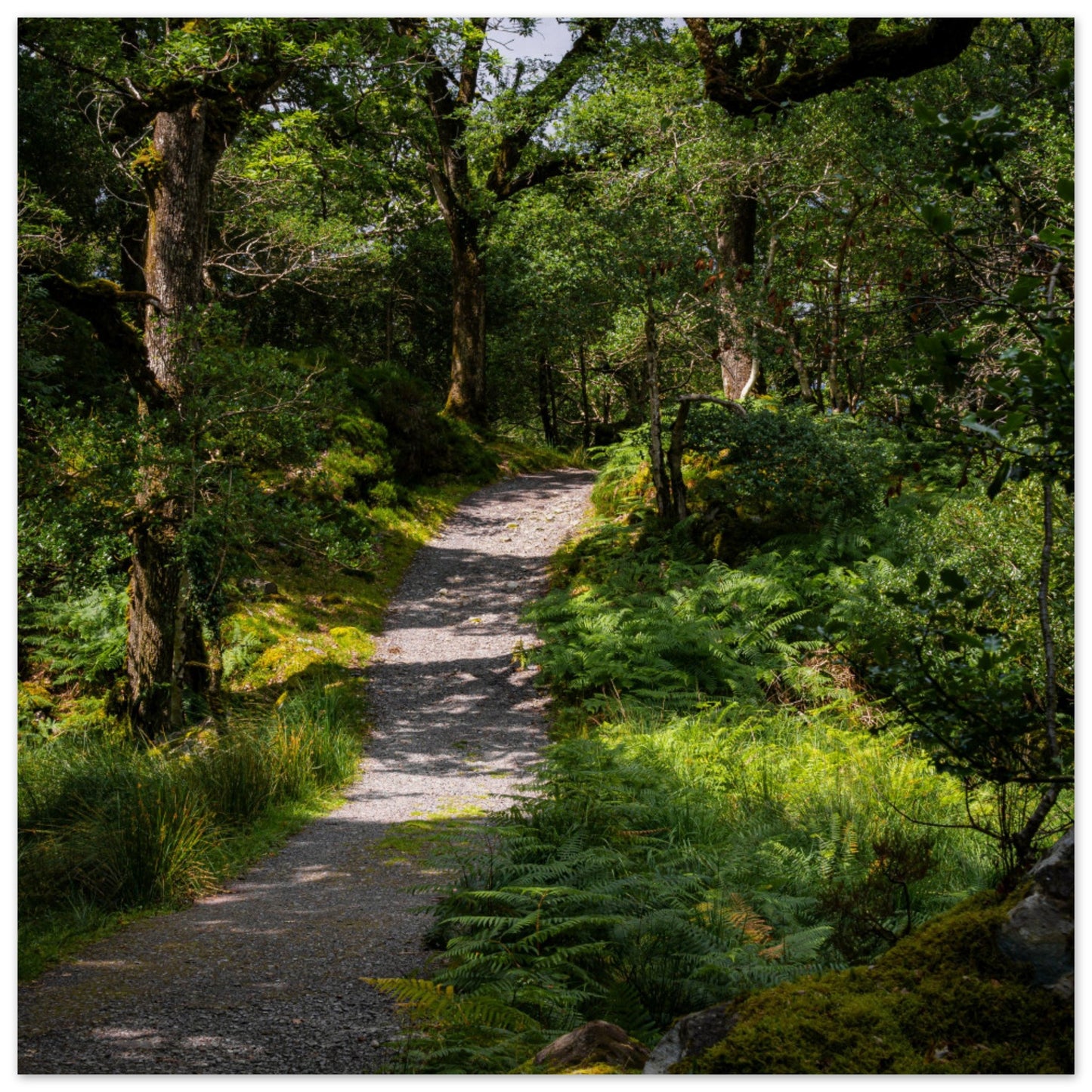 Waldweg im Grünen - Premium Poster