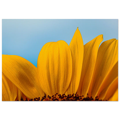 Sonnenblume Nahaufnahme - Premium Poster