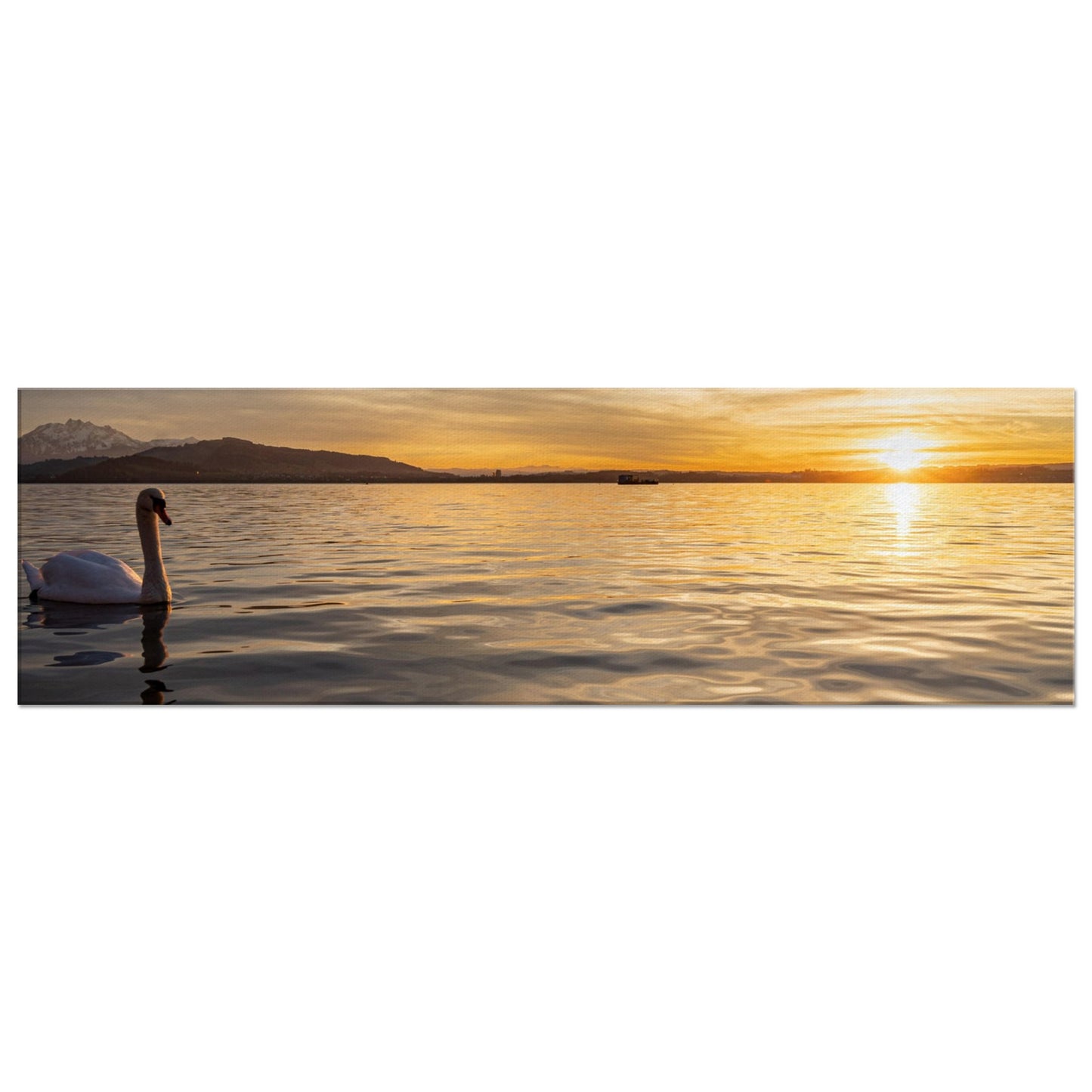 Schwan am Zugersee bei Sonnenuntergang Leinwand