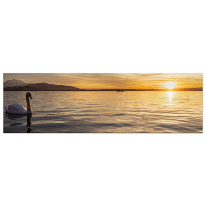 Swan on Lake Zug at Sunset Canvas