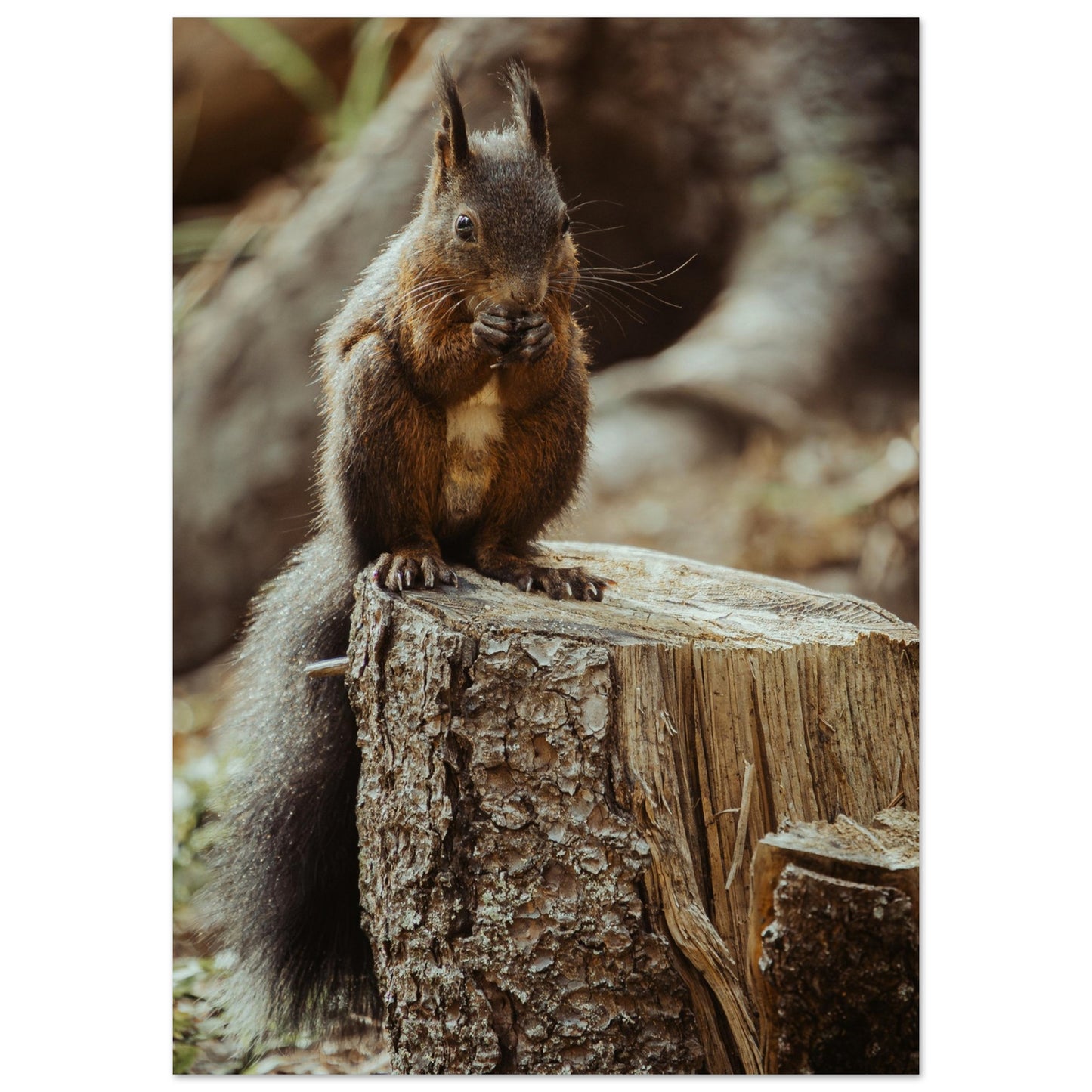 Eichhörnchen im Wald - Premium Poster