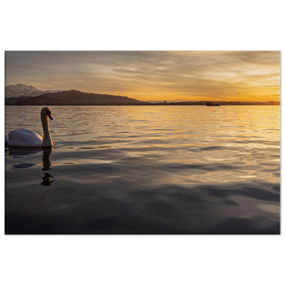 Schwan am Zugersee bei Sonnenuntergang Leinwand