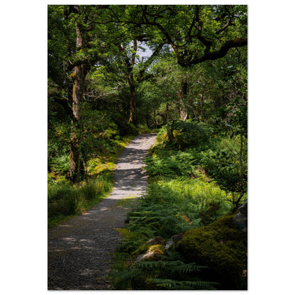 Waldweg im Grünen - Premium Poster