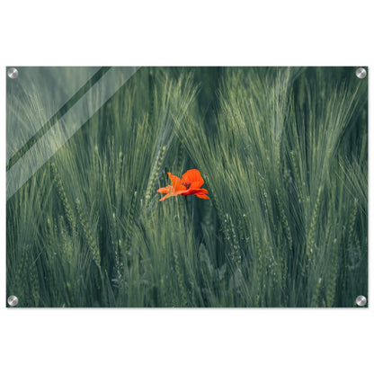 Red Flower in Green Wheat Field - Acrylic Glass Print