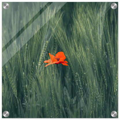 Red Flower in Green Wheat Field - Acrylic Glass Print