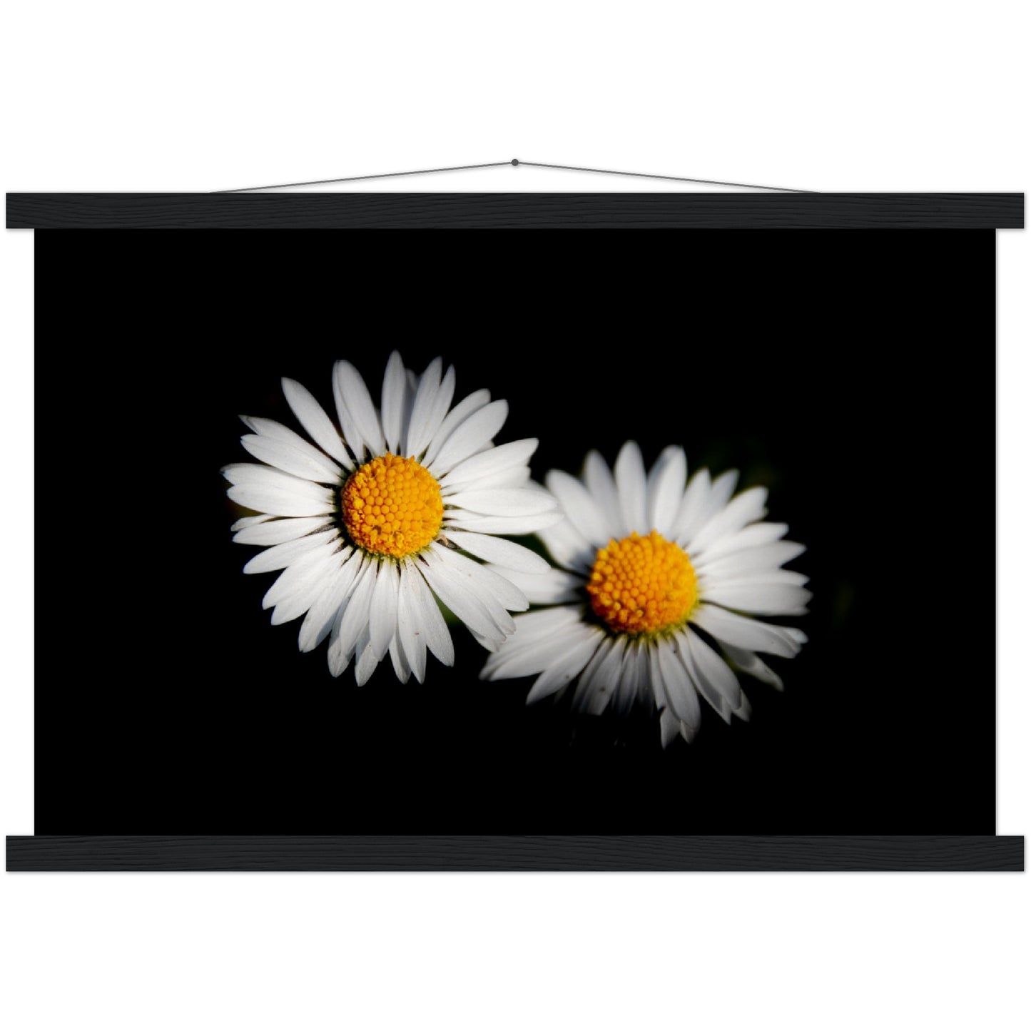 Two radiant daisies, premium poster made of museum-quality matt paper with wooden strips