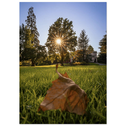 Autumn leaf in Villettepark - Premium Poster 