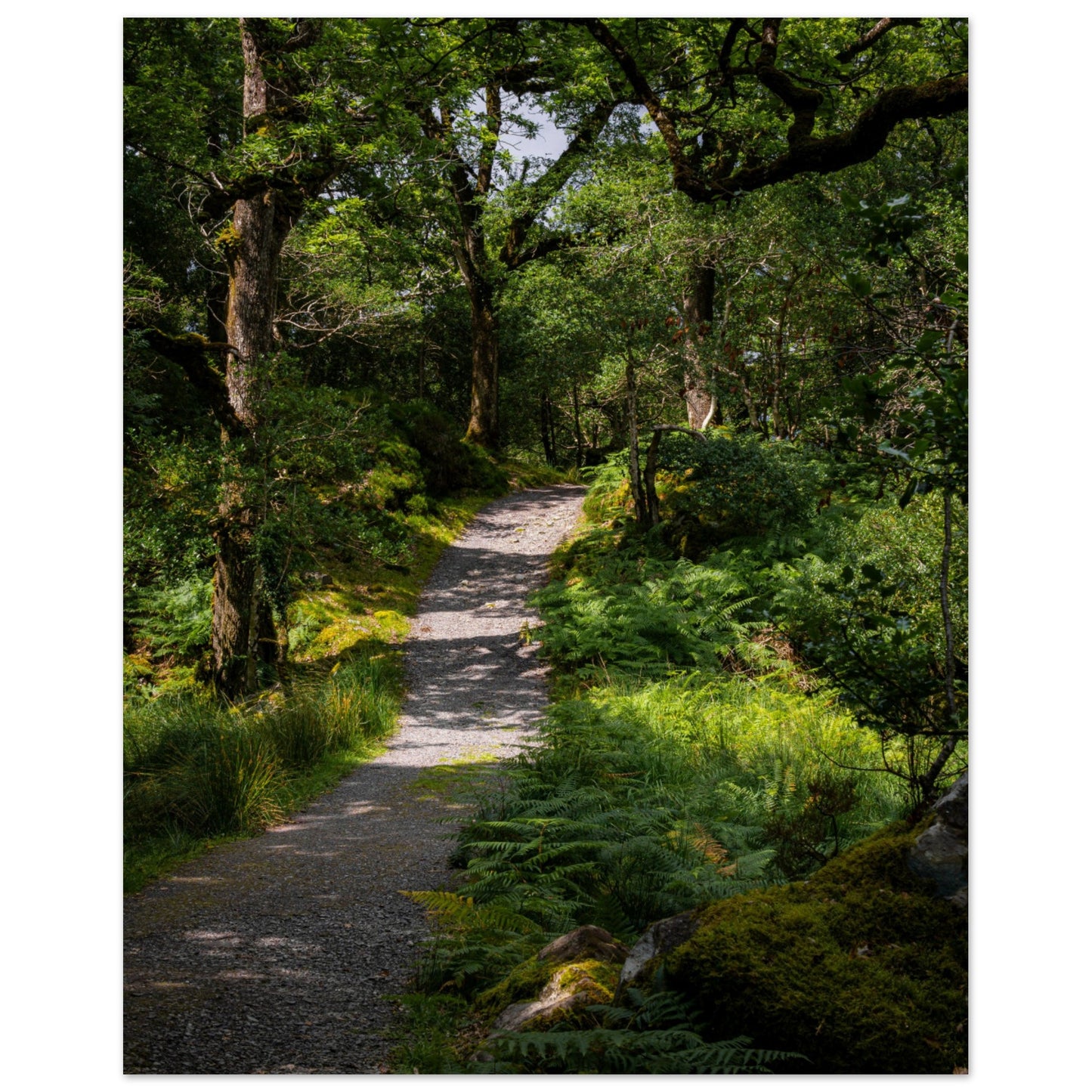 Waldweg im Grünen - Premium Poster