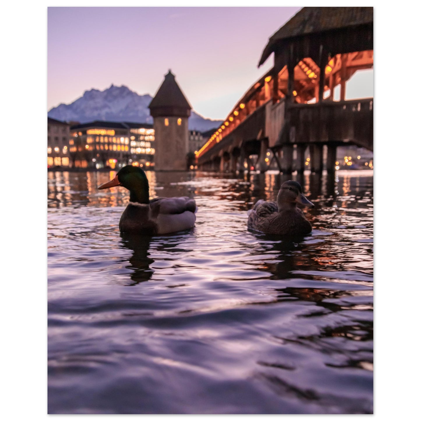 Harmony in winter light, ducks, Chapel Bridge and snowy Pilatus Forex print