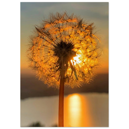 Dandelion in the sunset - premium poster