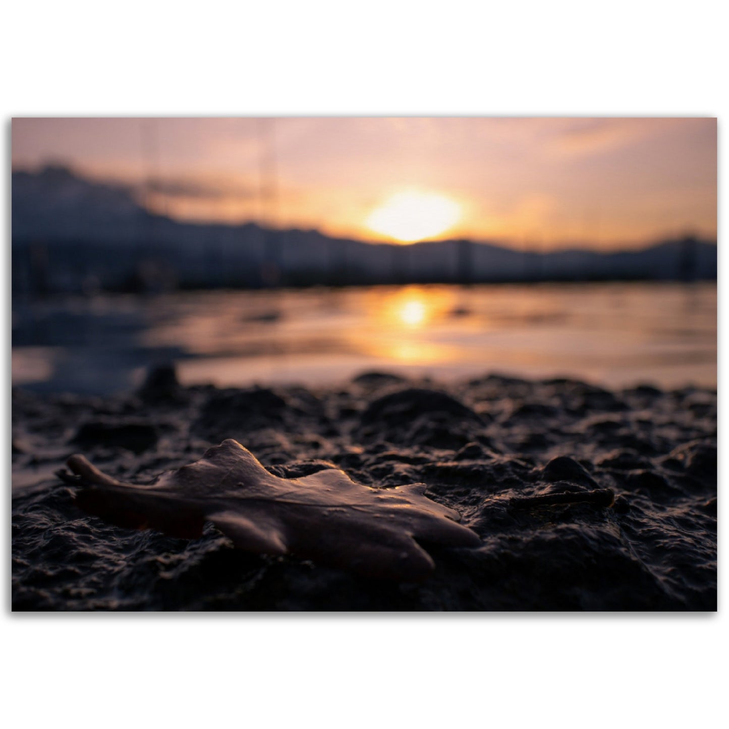 Brown Leaf in Sunset Premium Poster