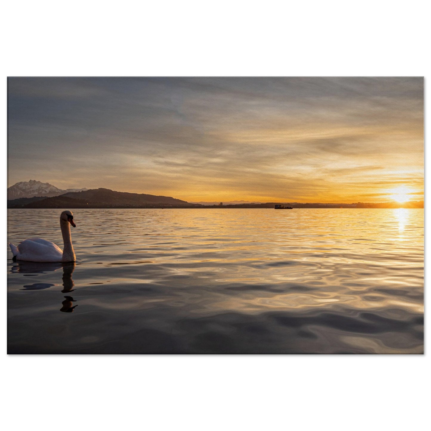 Schwan am Zugersee bei Sonnenuntergang Leinwand