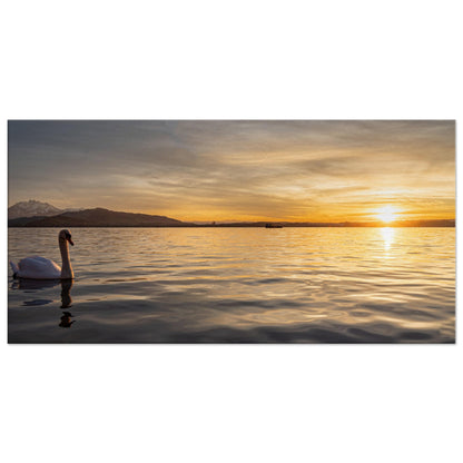 Swan on Lake Zug at Sunset Canvas