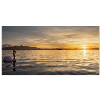 Schwan am Zugersee bei Sonnenuntergang Leinwand