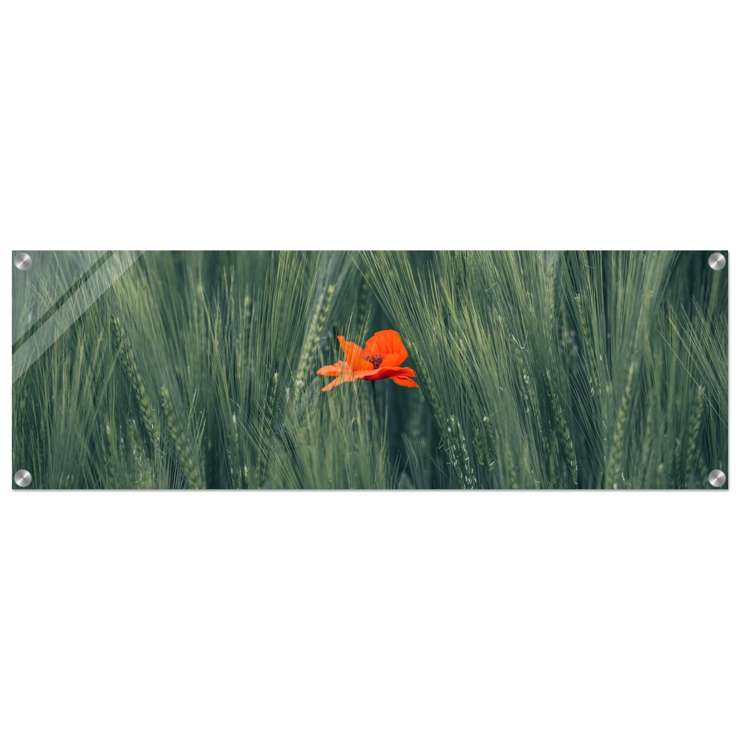 Red Flower in Green Wheat Field - Acrylic Glass Print