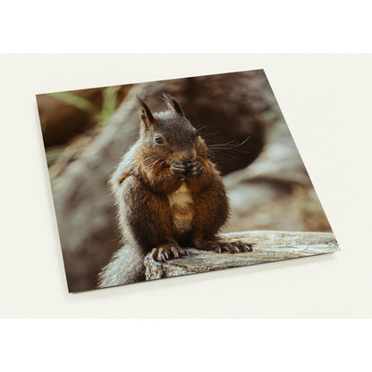 Squirrel in the forest - set of 10 postcards with envelopes 