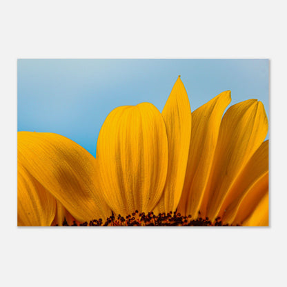 Sonnenblume Nahaufnahme - Premium Poster