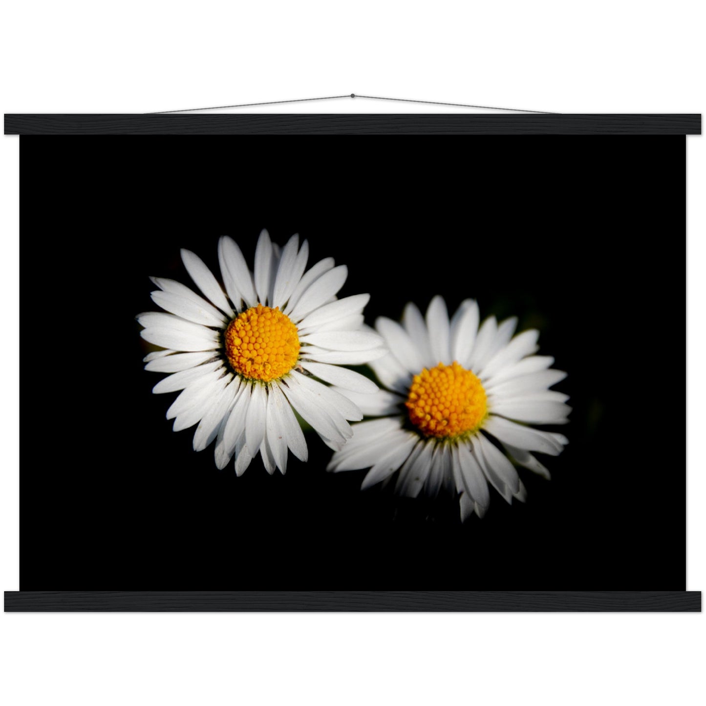 Two radiant daisies, premium poster made of museum-quality matt paper with wooden strips