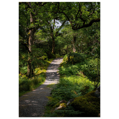 Waldweg im Grünen - Premium Poster