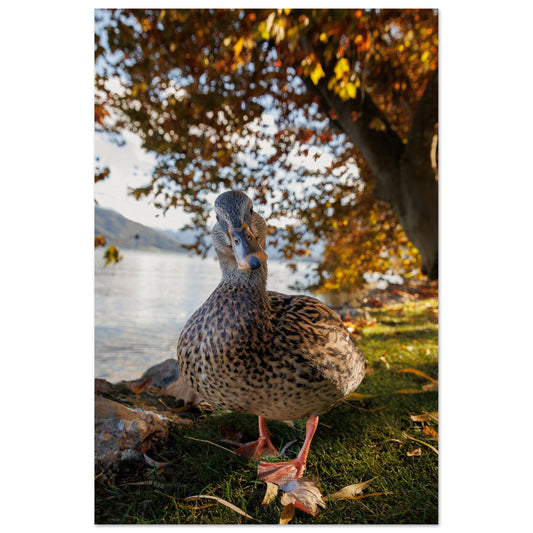 Autumnal Duck - Premium Poster