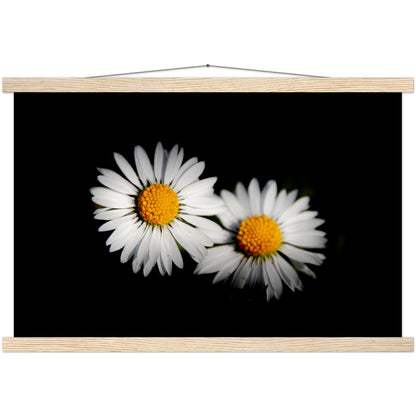 Two radiant daisies, premium poster made of museum-quality matt paper with wooden strips