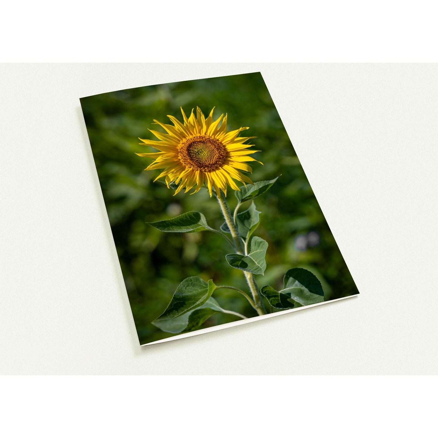 Sunflower folding card, set of 10 greeting cards and envelopes 