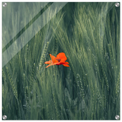 Red Flower in Green Wheat Field - Acrylic Glass Print