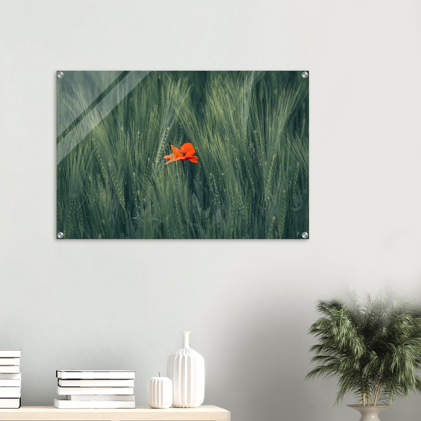 Red Flower in Green Wheat Field - Acrylic Glass Print