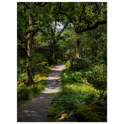 Waldweg im Grünen - Premium Poster