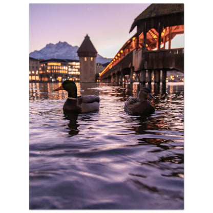 Harmony in winter light, ducks, Chapel Bridge and snowy Pilatus Forex print