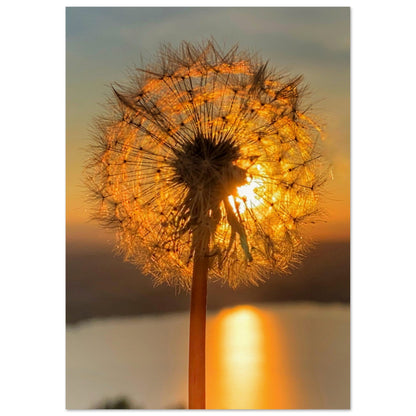 Dandelion in the sunset - premium poster