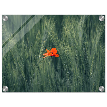 Red Flower in Green Wheat Field - Acrylic Glass Print