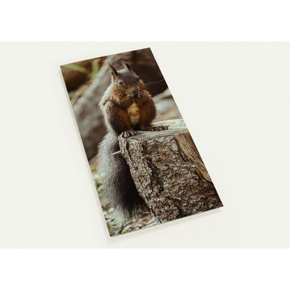 Squirrel in the forest - set of 10 postcards with envelopes 