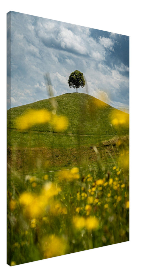 Leinwand Einsamer Baum auf Hügel