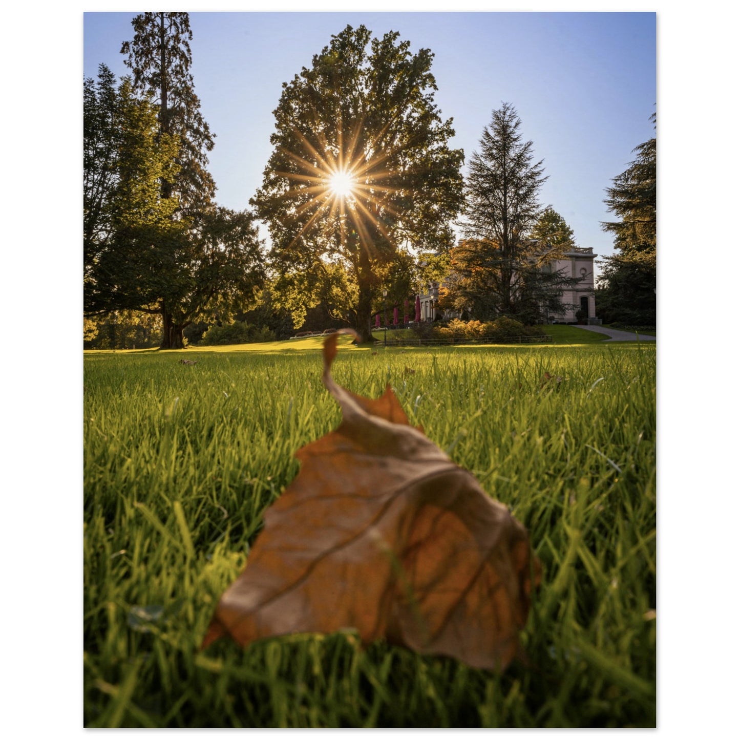 Autumn leaf in Villettepark - Premium Poster 