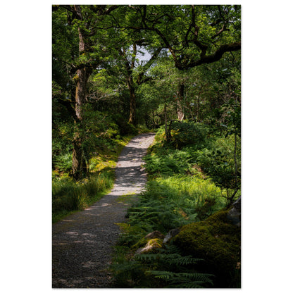 Waldweg im Grünen - Premium Poster