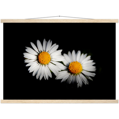 Two radiant daisies, premium poster made of museum-quality matt paper with wooden strips